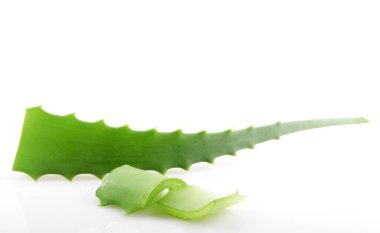 aloe vera bitkisi beyaz üzerine izole.