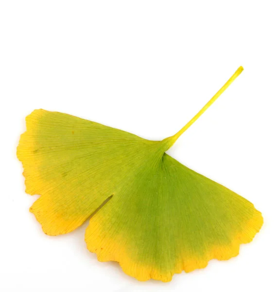 Ginkgo Biloba Leaves — Stock Photo, Image