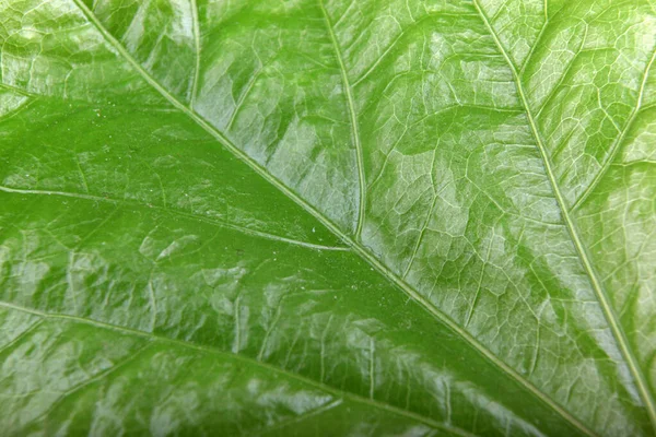 Groene blad achtergrond — Stockfoto