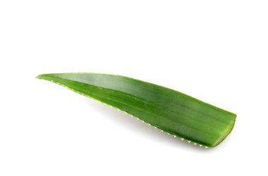 Aloe Vera Beyaz Arkaplanda