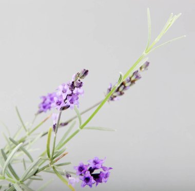 Beyaz Arkaplan Karşısında Lavanta Çiçeğinin Yakın Çekimi