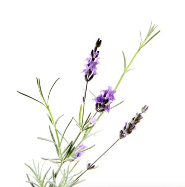 Beyaz Arkaplan Karşısında Lavanta Çiçeğinin Yakın Çekimi