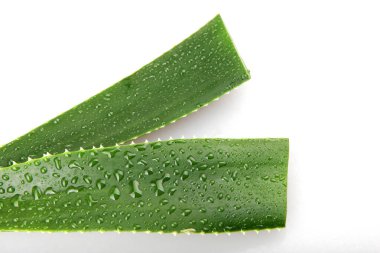Aloe Vera Beyaz Arkaplanda