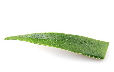 Aloe Vera Beyaz Arkaplanda