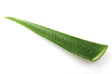 Aloe Vera Beyaz Arkaplanda