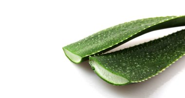 Aloe Vera Beyaz Arkaplanda