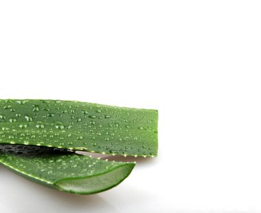 Aloe Vera Beyaz Arkaplanda