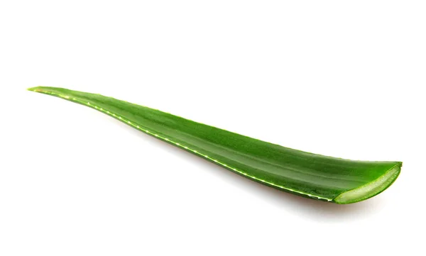 Aloe Vera Latar Belakang Putih — Stok Foto