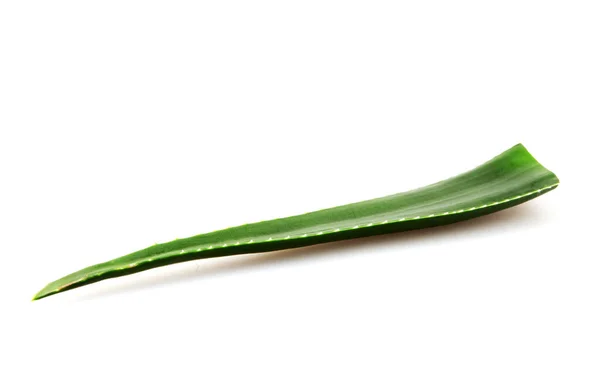 Aloe Vera Latar Belakang Putih — Stok Foto