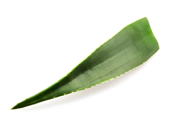 Aloe Vera Latar Belakang Putih — Stok Foto