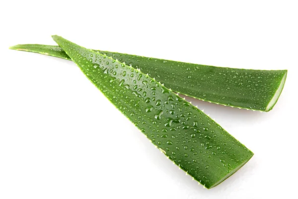 Aloe Vera Vit Bakgrund — Stockfoto