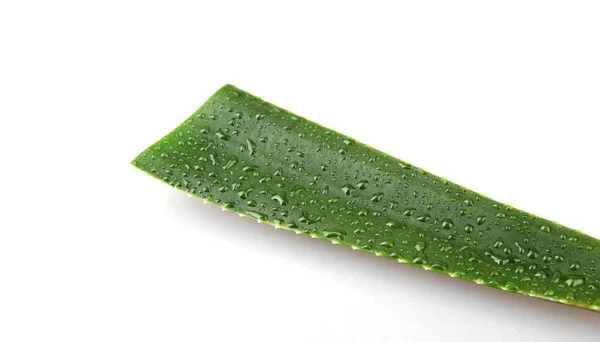 Aloe Vera White Background — Stock Photo, Image