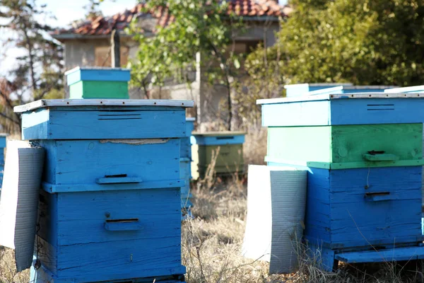 養蜂家の検査ミツバチ — ストック写真