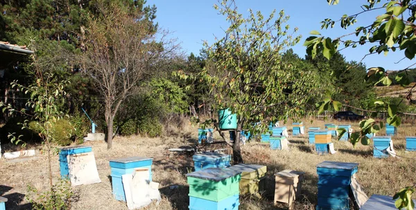 Apicultor a inspeccionar abelhas — Fotografia de Stock