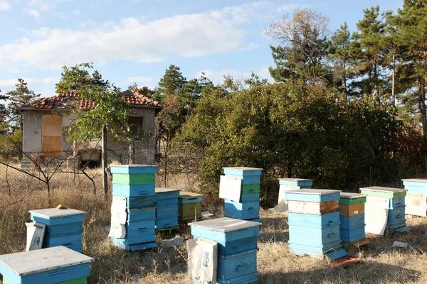 Imker inspiziert Bienen — Stockfoto