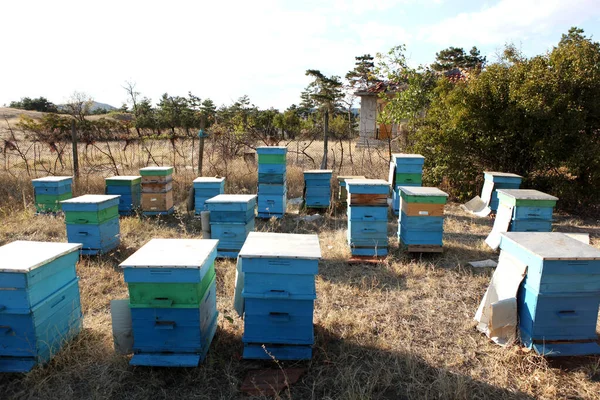 Kontrolní včelař včely — Stock fotografie