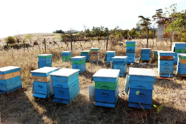 Apicultor a inspeccionar abelhas — Fotografia de Stock