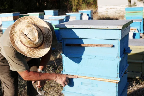 Apicultor inspeccionando abejas — Foto de Stock