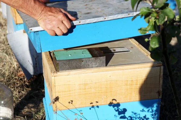 Apicultor inspeccionando abejas — Foto de Stock