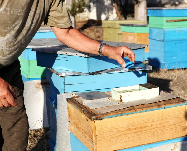 Imker inspiziert Bienen — Stockfoto