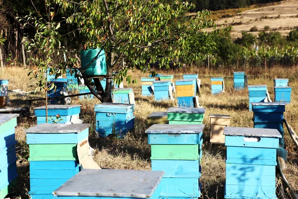 Пчеловод осматривает пчел — стоковое фото