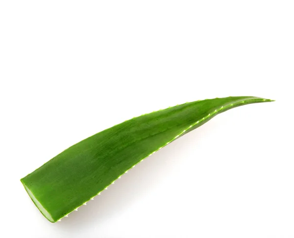 Hoja Aloe Vera Sobre Fondo Blanco —  Fotos de Stock