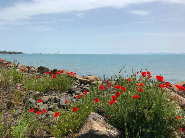 Piros Mák Virágzik Pomorie Bulgária — Stock Fotó