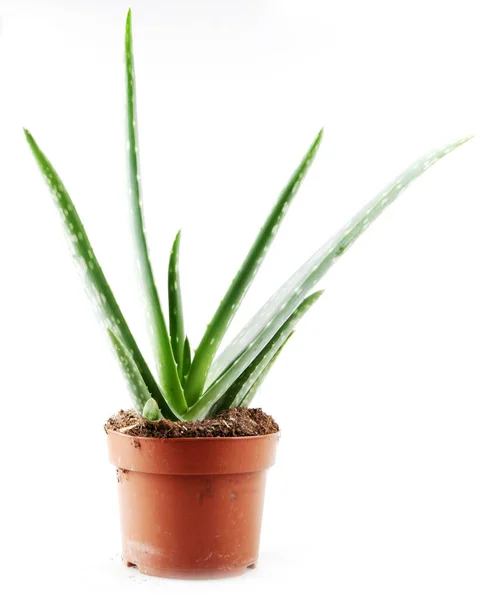 Pianta Aloe Vera Isolata Fondo Bianco Aloe Vera Una Pianta — Foto Stock