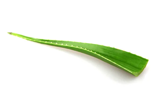 Pianta Aloe Vera Isolata Fondo Bianco Aloe Vera Una Pianta — Foto Stock