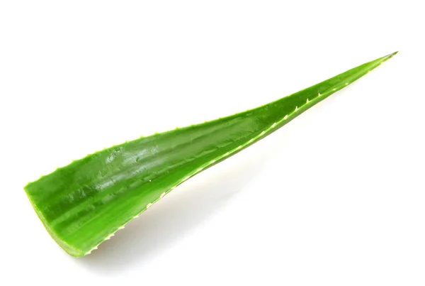 Aloe Vera Pflanze Isoliert Auf Weißem Hintergrund Aloe Vera Ist — Stockfoto