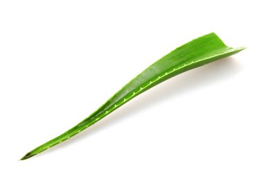 Aloe vera bitkisi beyaz arka planda izole edilmiş. Aloe vera, Aloe cinsinin sulu bir bitki türüdür. Tarım ve tıbbi kullanım için yetiştirilir.