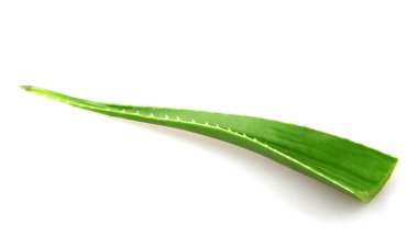 Aloe vera bitkisi beyaz arka planda izole edilmiş. Aloe vera, Aloe cinsinin sulu bir bitki türüdür. Tarım ve tıbbi kullanım için yetiştirilir.