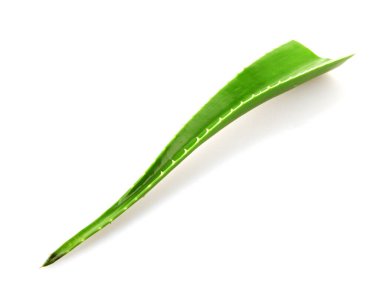 Aloe vera bitkisi beyaz arka planda izole edilmiş. Aloe vera, Aloe cinsinin sulu bir bitki türüdür. Tarım ve tıbbi kullanım için yetiştirilir.