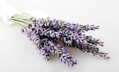 Beyaz arka planda yalıtılmış lavanta çiçeği. Lavandula (bilinen adıyla lavanta), naneli bitki familyasından 47 bitki cinsi..