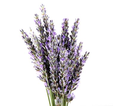 Beyaz arka planda yalıtılmış lavanta çiçeği. Lavandula (bilinen adıyla lavanta), naneli bitki familyasından 47 bitki cinsi..