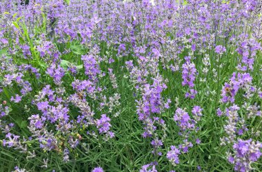 Lavandula arkaplanının resmi. Lavandula (bilinen adıyla lavanta), naneli bitki familyasından 47 bitki cinsi.