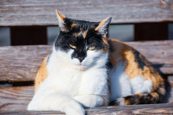 Chat Coloré Repose Sur Banc Ville — Photo