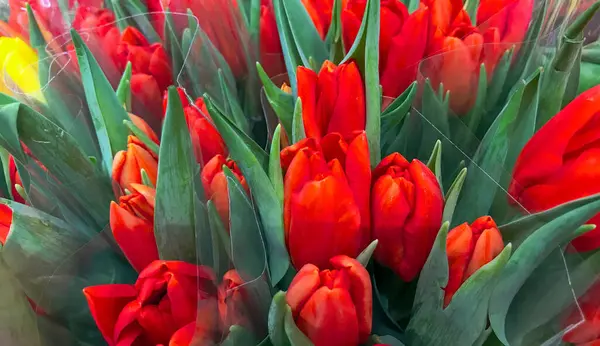 Primer Plano Fondo Tulipanes Rojos — Foto de Stock