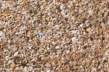 Image Of Seashells On The Beach.