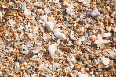 Image Of Seashells On The Beach.