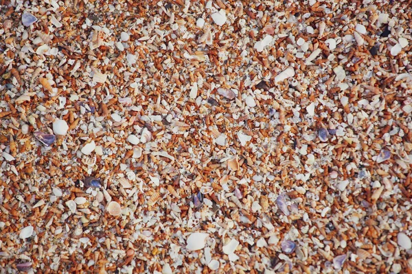 Image Seashells Beach — Stok fotoğraf