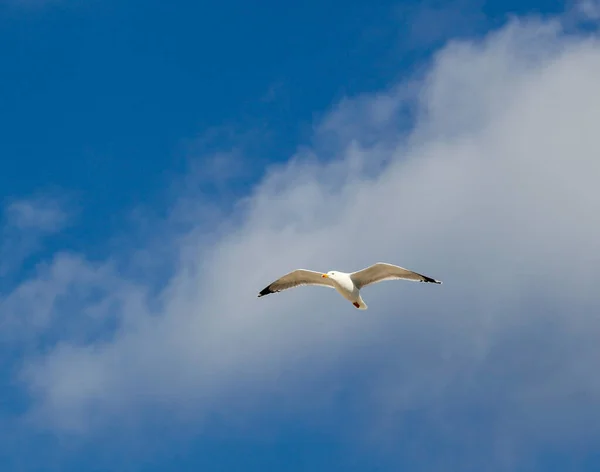 Європейський Оселедець Larus Argentatus — стокове фото