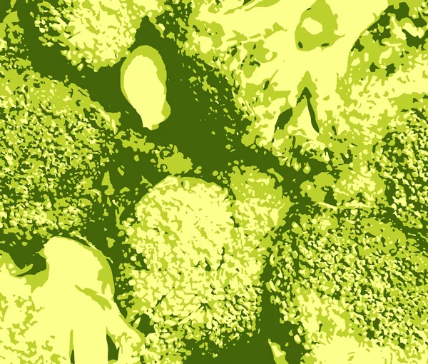 Φρέσκο Οργανικό Υπόβαθρο Μπρόκολου Brassica Oleracea Var Ιταλία — Φωτογραφία Αρχείου
