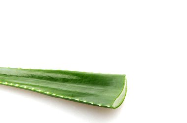 aloe vera bitkisi beyaz arkaplanda izole.