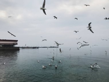 Mavi Deniz 'in üzerinde uçan bir deniz kuşu sürüsü.