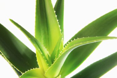Aloe vera bitkisi beyaz arka planda izole edilmiş. Aloe vera, Aloe cinsinin sulu bir bitki türüdür. Tarım ve tıbbi kullanım için yetiştirilir.