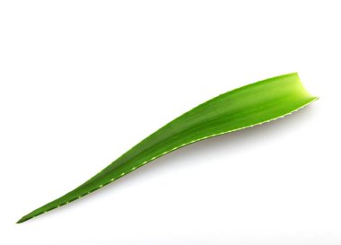 Aloe vera bitkisi beyaz arka planda izole edilmiş. Aloe vera, Aloe cinsinin sulu bir bitki türüdür. Tarım ve tıbbi kullanım için yetiştirilir.