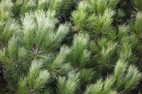 Close Van Heldergroene Dennenboomtakken — Stockfoto