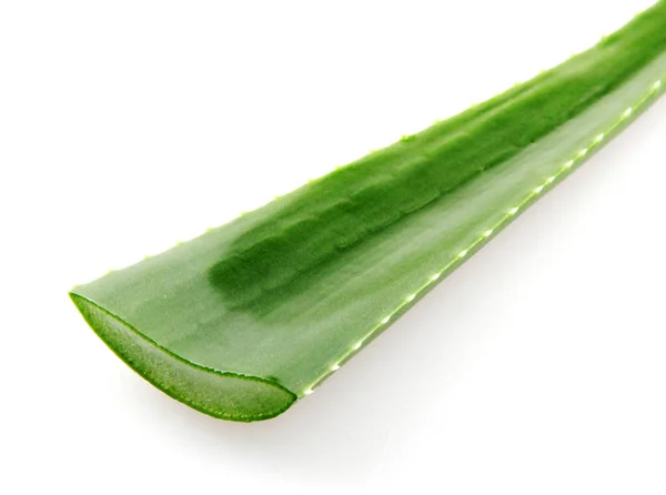 Aloe Vera Planta Aislada Sobre Fondo Blanco —  Fotos de Stock