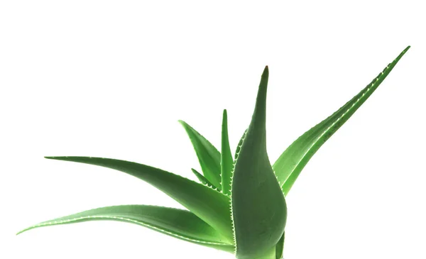 Aloe Vera Planta Isolada Sobre Fundo Branco Aloe Vera Uma — Fotografia de Stock